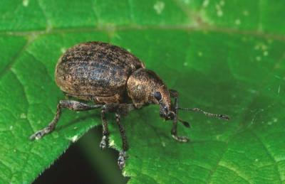 Beetle 2