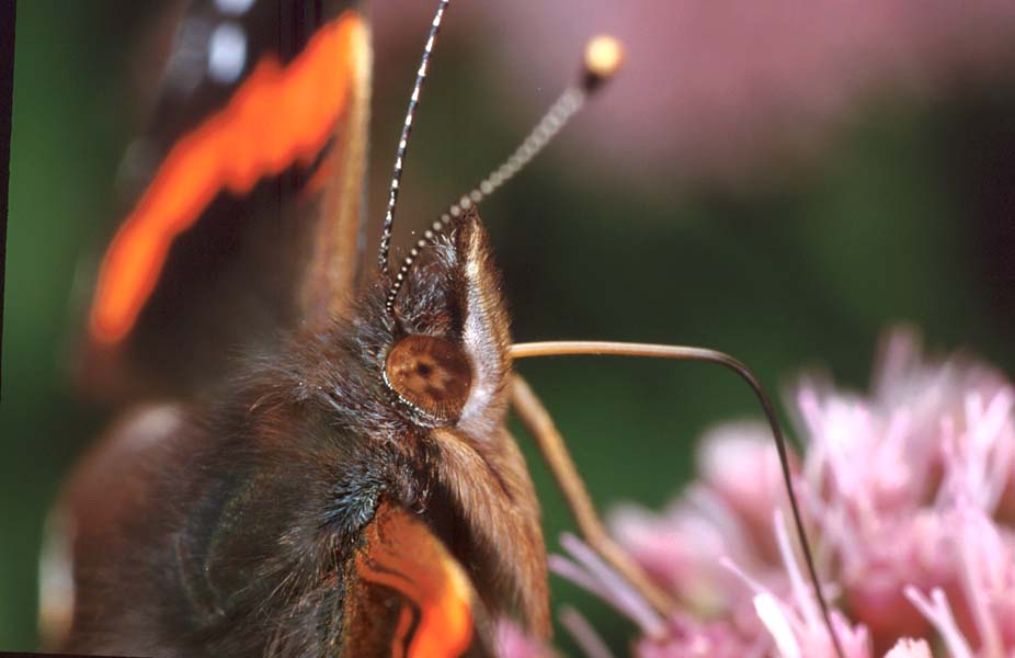 Close up Atalanta