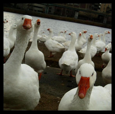 Gooseattack