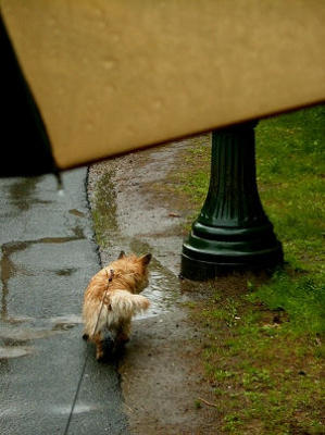 Raindog