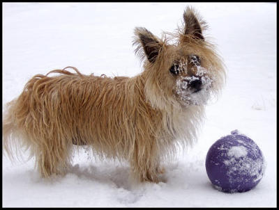 Snow-Ball