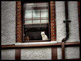 Windowcat