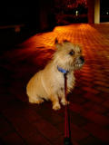 ANGUS