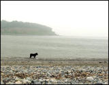 Dogandfog