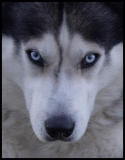 Bo