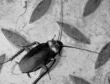 BW Cockroach
