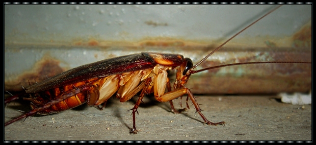 Cockroach