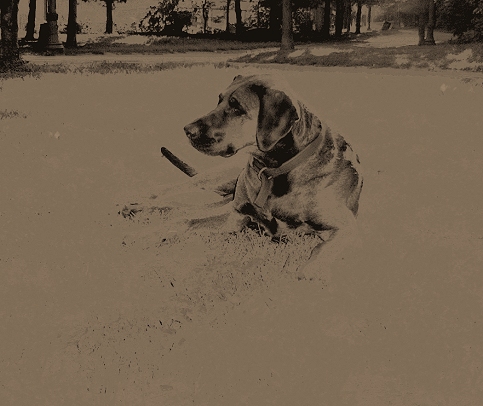 NELLIE
