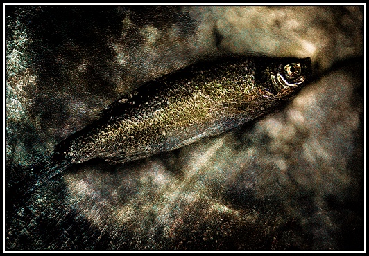 Baitfish