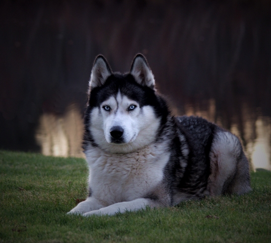 BO