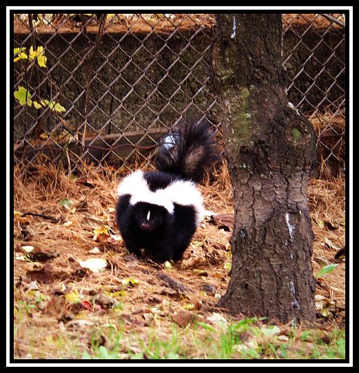 Straycat