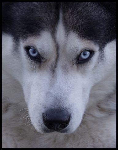 Bo