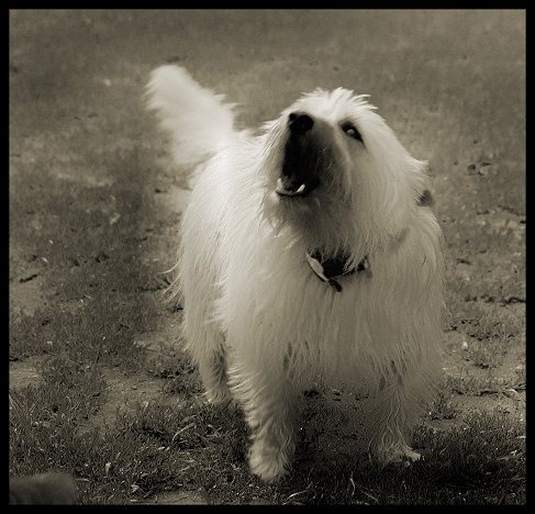 Howl