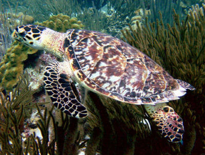 Hawksbill Turtle