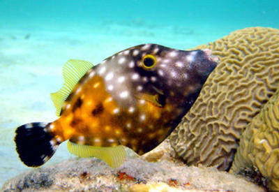 Whitespotted Filefish