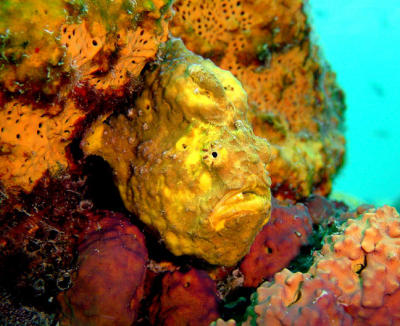 Yellow Longlure Frogfish