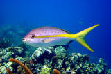 Yellowtail Snapper