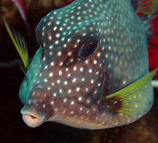 Smooth Trunkfish2