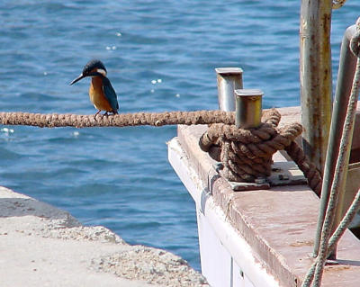 king-fisher1.jpg
