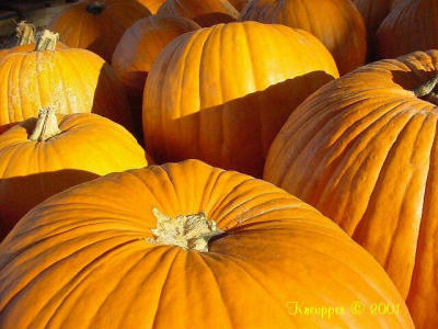 fall pumpkins at Ridgemar Farmer's Market