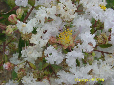crype myrtle