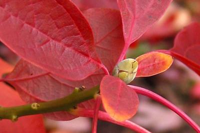 Fall's promise