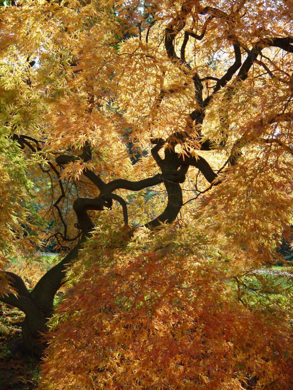 Bailey Arboretum