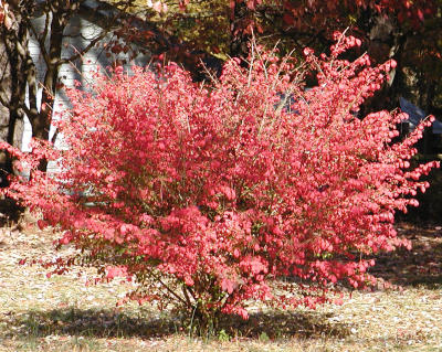burningbush.jpg