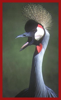 African crowned crane.