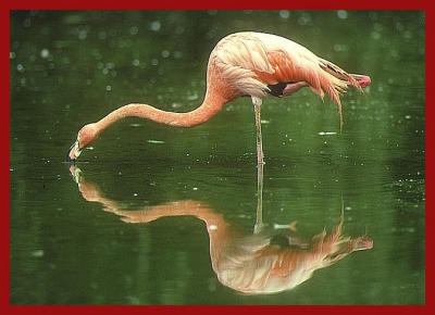 Flamingo.