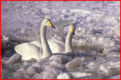 Whooper Swans.