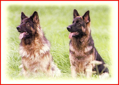   German Shepherds.