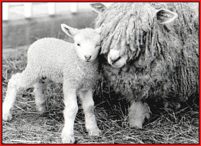 Lincolnshire long  wool  lamb.