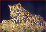 Jaguar cub.