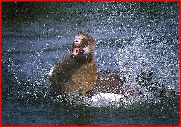 Splashing Duck.
