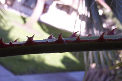 DCP_6143.JPG