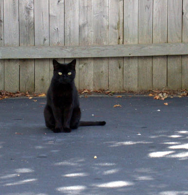 The stray cat who comes for food every day (Nikon 995)