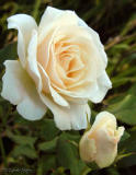 White Peach Rose+bud2