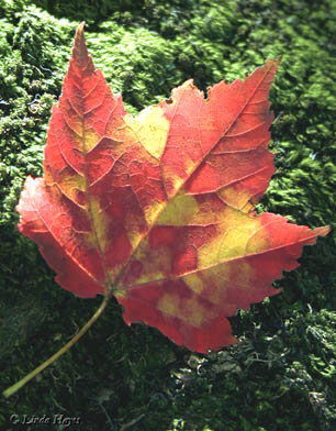 CiderMill Red Maple Leaf5