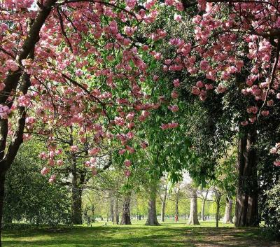 cherryblossom-3.jpg