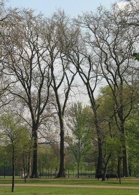 trees-4.jpg