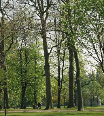 trees-5.jpg
