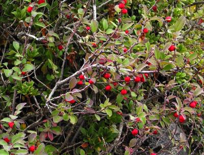 shrub-2a.jpg