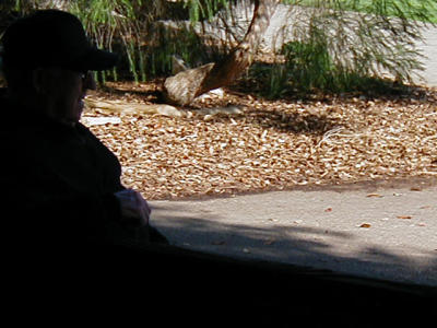 Saturday in the Park 11/17/01