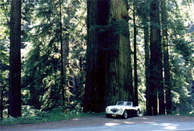Healey dwarfed by Redwood tree