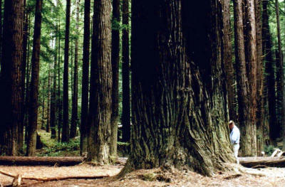 Dan waters Redwood