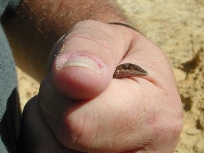 A visitor