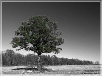 B&W with splash of color