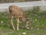 Baby Deer in Grand Canyon Lodge  9-16-02.JPG