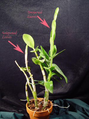 Unopened Den Leaves.jpg